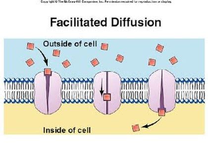 Facilitated Diffusion - Welcome to Biology!