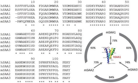 Serum Amyloid A And Immunomodulation Intechopen