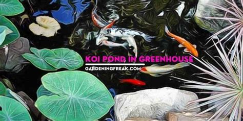 Koi Pond in Greenhouse: Can You Have a Koi Pond in Greenhouse