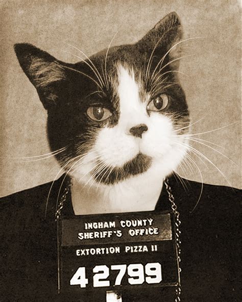 VINTAGE CAT MUGSHOT Vintage Style Mugshot Of A Cat Charged Etsy