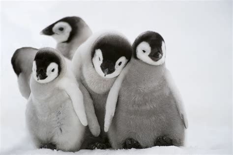 Penguins Explained Cute Animals Baby Penguins Cute Animal Pictures