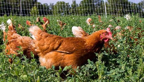 Frizzle Chicken 101: Complete Breed Info and Care Guide 2023