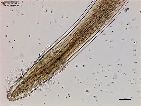 Dispharynx Sp Roundworms Monster Hunters Guide To Veterinary Parasitology