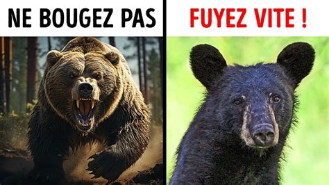 Que Faire Si Vous Croisez Un Ours Dans La Nature YouTube