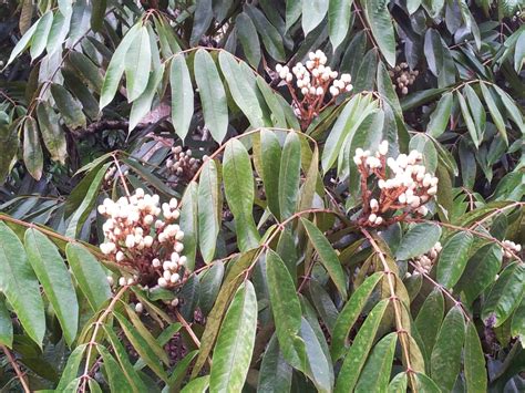 produk asli sarawak buah dabai