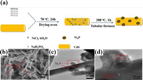 A Schematic Diagram Of Ni2P CdS B SEM Image C TEM Image And