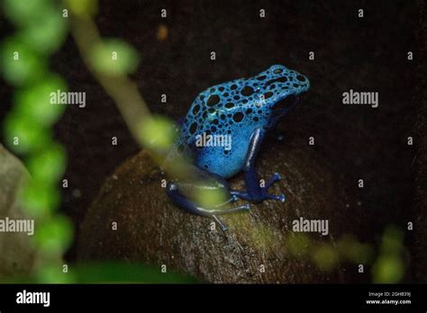 Blue poison dart frog Stock Photo - Alamy