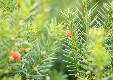 Fruchtende Bechereibe Hicksii Taxus Media Hicksii Oldenburger