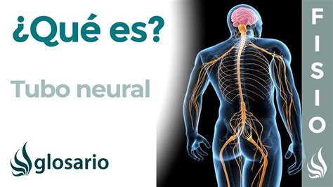 Tubo Neural Qu Es C Mo Se Forma Y Defectos Neuronales Youtube