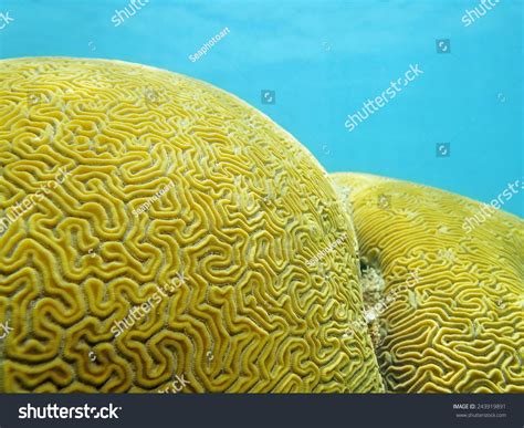 5 Imagens De Coral Cerebro Imagens Fotos Stock E Vetores Shutterstock