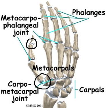 Carpometacarpal Joint