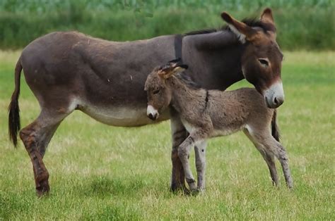 Baby Donkey and Mother | Baby Animalz