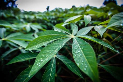 Dew Drops On Cassava Leaves In The Morning Stock Photo Image Of Field