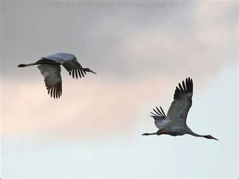 Sarus Crane photo image 12 of 15 by Ian Montgomery at birdway.com.au