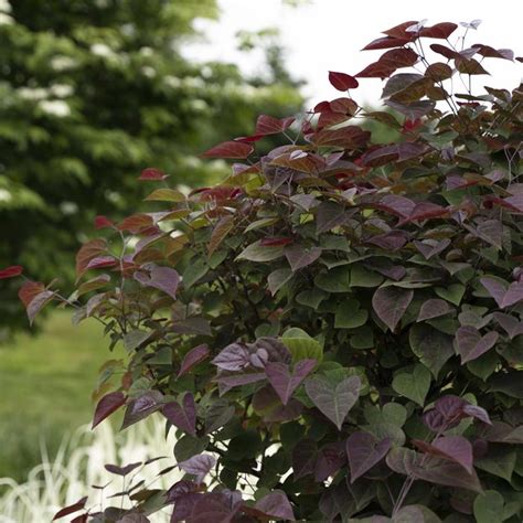 Cercis Canadensis Garden Gems® Amethyst Nc2017 6 Redbud Garden Center Marketing