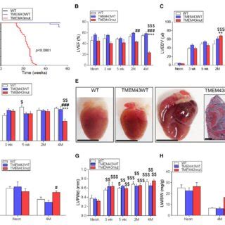 Tmem Transmembrane Protein Mutant Mut Mice Show Cardiac