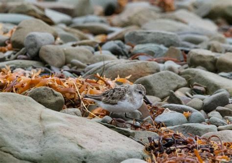 100,000 shorebirds spotted in 1 day at Johnson's Mills Shorebird ...