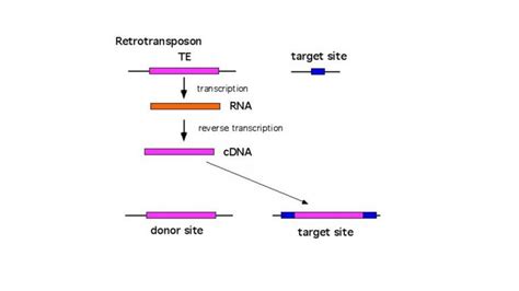 Transposable Elements Characteristics And Mechanisms Of Transposition