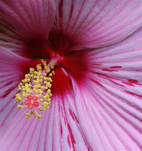 Hot Pink Hibiscus Photograph By Bruce Bley Fine Art America