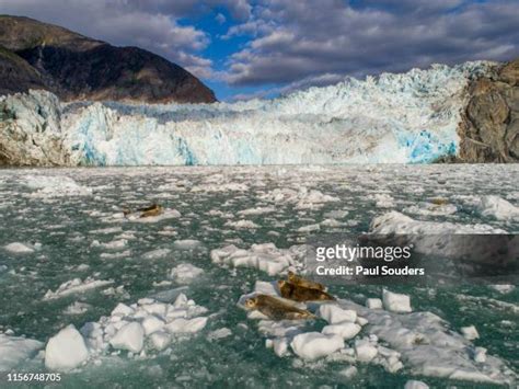 280 Dawes Glacier Stock Photos, High-Res Pictures, and Images - Getty Images