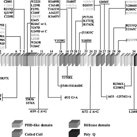 Schematic Representation Of Atrx Cdna The Boxes Represent The