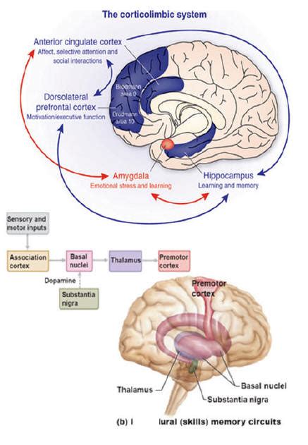 Memory Brain Diagram