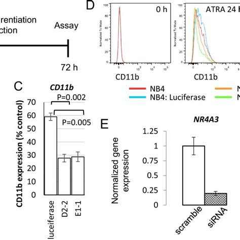 Knockdown of NR4A3 expression impairs cell differentiation in NB4 and ... 