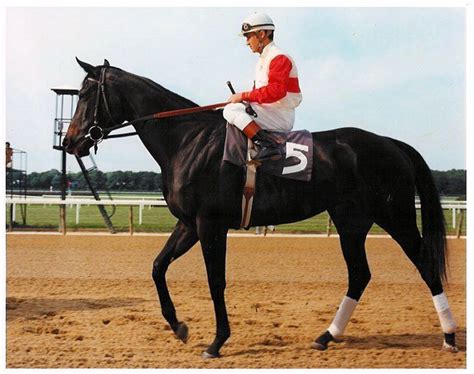 Ruffian | Horses, Horse love, Horse racing