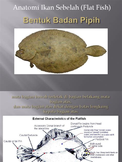 Gambar Anatomi Ikan 54 Koleksi Gambar