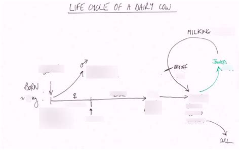 Life Cycle Of A Dairy Cow Diagram Quizlet