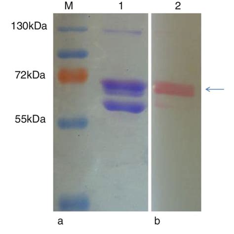 Sds Page And Immunoblot Analysis Of Fgv Ch Structural Proteins