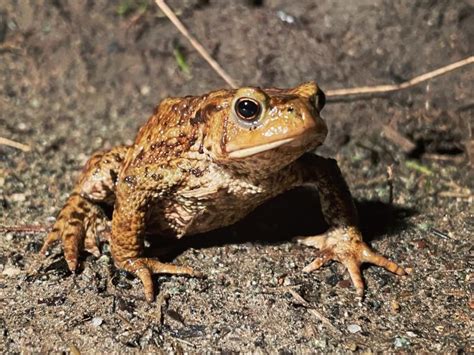 Ellesmere Volunteers Help Migrating Toads Cross The Roads Shropshire