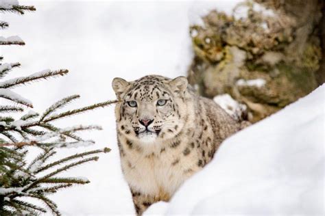 17 Wild Animals in Siberia [Wildlife in Siberia] - Kevmrc