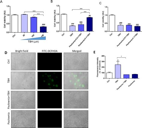 Oxidative Insult And Effects Of P Tomentosa Extract Paulownia