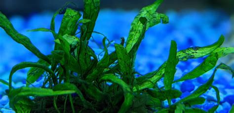 Successfully Growing Java Fern Submerged – Oddicles