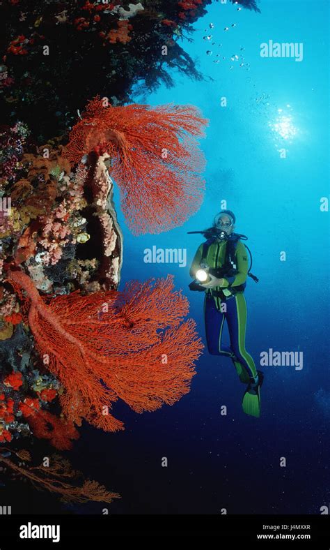 Diver Coral Reef Stock Photo Alamy