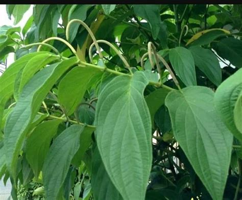 El Matico Planta Medicinal Que Alivia S Ntomas Del Coronavirus Covid