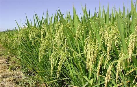 Área Cultivada Do Arroz Deve Crescer 35