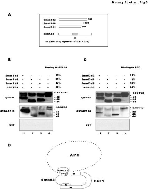 Smad Mh Domain Contains Overlapping But Distinct Binding Sites For