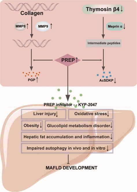 Therapeutic Effect Of Prolyl Endopeptidase Inhibitor In High Fat Diet