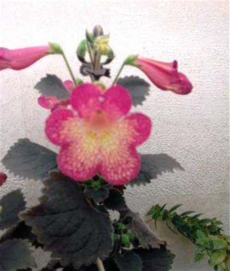 Ахименанта Northwood's Sunburst | Festima.Ru - Мониторинг объявлений