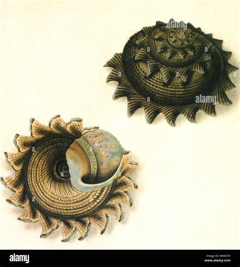 sunburst star shell stock photo alamy