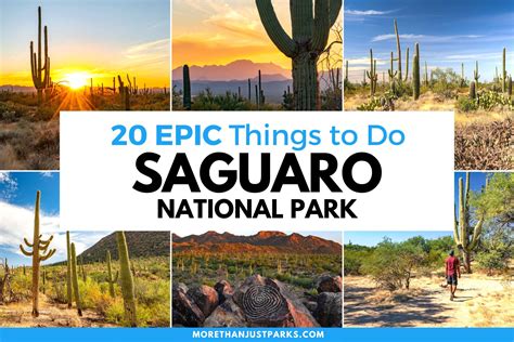 Amazing Things To Do In Saguaro National Park Photos