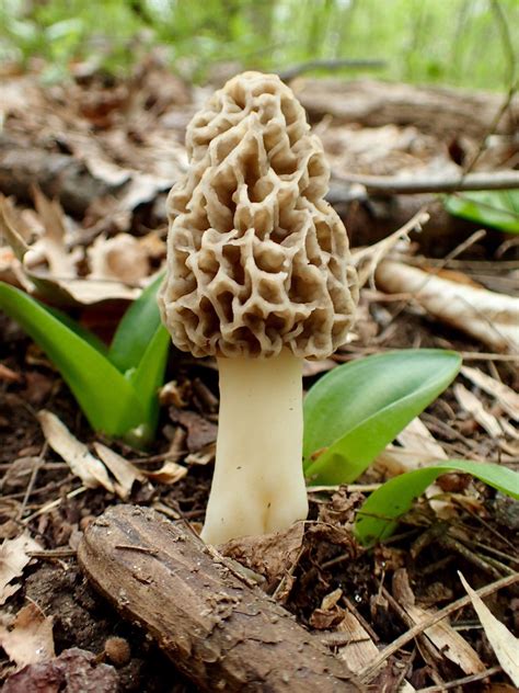 First Morel Of The Year Baltimore Md Rmycology