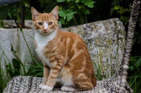 8 Fun Facts About Ginger Tabby Cats Tabby Cat Tabby Cat Pictures Orange Tabby Cats