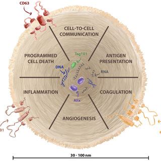 Innate Immune Cells And Their Extracellular Vesicles The Innate