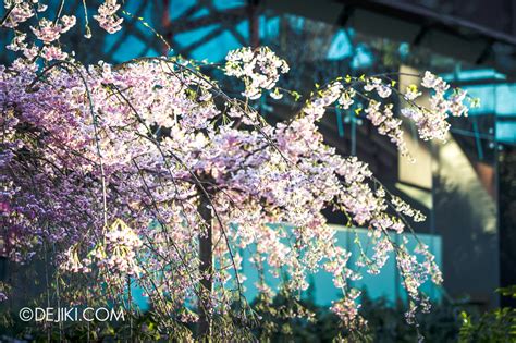 Sakura Matsuri 2019 At Gardens By The Bay Dejiki