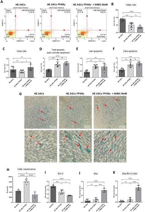 Sex Hormone Binding Globulin Shbg Modulates Mitochondrial Dynamics In