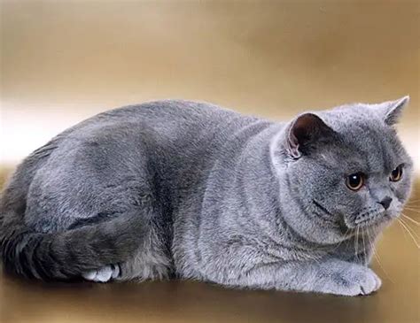 LIFE SPAN OF British Shorthair