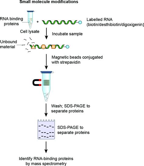 Current Approaches For Rna Labelling To Identify Rna Binding Proteins